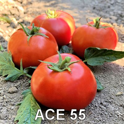 05ace_55 400.jpg